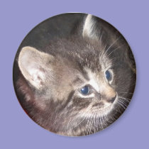 Tabby Kitten magnet magnets