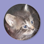 Tabby Kitten magnet