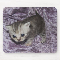 Tabby Kitten mousepad mousepads