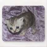 Tabby Kitten mousepad