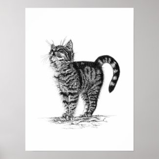 Tabby Kitten Poster print