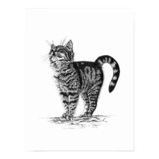 Tabby Kitten Poster print