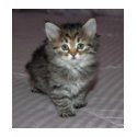 Tabby Kitten Shirt by ArtistNikki Tabby Kitten Shirt