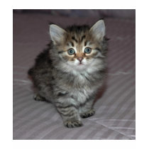 Tabby Kitten Shirt by ArtistNikki Tabby Kitten Shirt