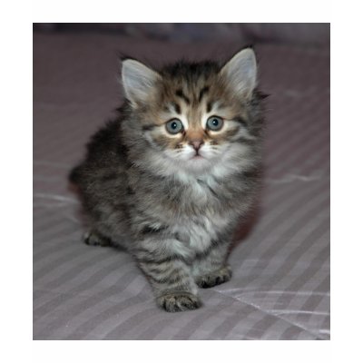 Tabby Kitten Shirt by ArtistNikki