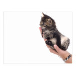 tabby kitten who licks post card