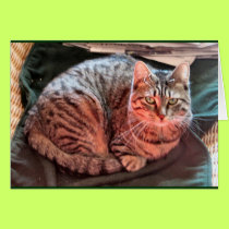 Tabby kitty cards