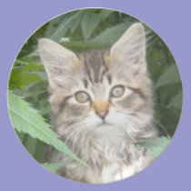 Tabby Maine Coon Kitten Plate plates