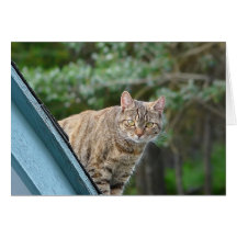 Tabby on Roof Card