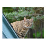 Tabby on Roof Post Cards