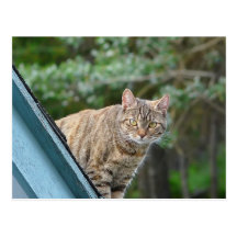 Tabby on Roof Post Cards