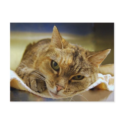 Tabby Princess Postcard postcard