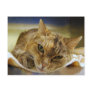 Tabby Princess Postcard