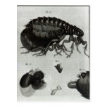 Table IV of Flies and Fleas Post Card