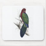Tabuan Parrakeet by Edward Lear Mousepad
