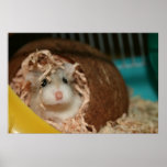 Tac coconut - Poster
