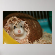 Tac coconut - Poster