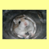 Tac Stare (2) - Poster posters by roborovskihamsters Tac Stare (2) - Poster posters