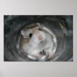 Tac Stare (2) - Poster posters