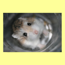 Tac stare - Poster posters by roborovskihamsters Tac stare - Poster posters