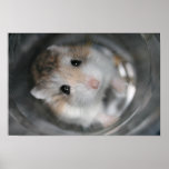 Tac stare - Poster posters