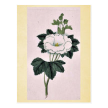 Tachi aoi - May Ukiyo-e. Postcard