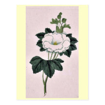Tachi aoi - May Ukiyo-e. Postcard