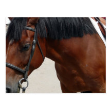 Tacked Horse Postcard