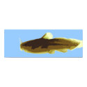 Tadpole Madtom Catfish posters by S_Evelyn_Vincent Tadpole Madtom Catfish posters