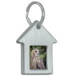 Tag Pet Tag - Customized