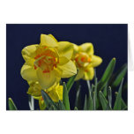 Tahiti Daffodils Card