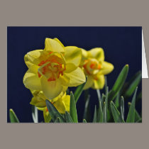Tahiti Daffodils cards