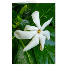 Tahitian Gardenia Card