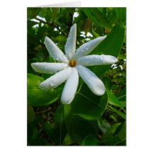 Tahitian Gardenia Greeting Cards