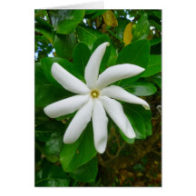 Tahitian Gardenia Greeting Cards