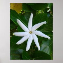 Tahitian Gardenia Posters