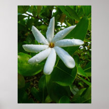 Tahitian Gardenia Poster