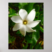 Tahitian Gardenia Print