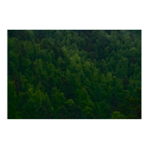 Taiga 1 posters