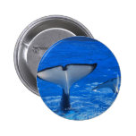 Tail of a Whale Button