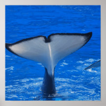 Tail of a Whale  Poster