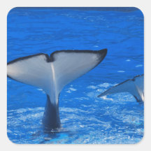Tail of a Whale Sticker
