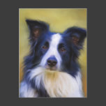 Taj - Border Collie Art Postcard