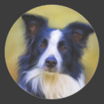 Taj - Border Collie Art Round Sticker