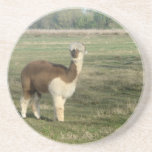 Take an alpaca to lunch coasters