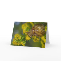 Take it easy (Snail on Yellow flowers macro) cards by Rainmountain Take it easy (Snail on Yellow flowers macro) cards