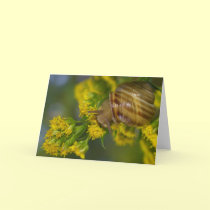 Take it easy (Snail on Yellow flowers macro) cards by Rainmountain Take it easy (Snail on Yellow flowers macro) cards