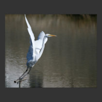 "Take Off", Great Egret posters