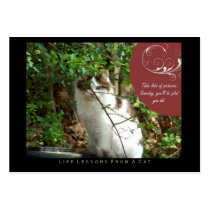 Take Pictures Life Lessons from a Cat ACEO Cards business cards
