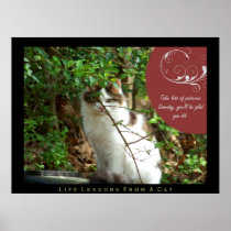 Take Pictures Life Lessons from a Cat Art Print
